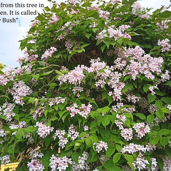 "Beauty in Eternity" Zen home decor - Wrapped Rock with twig handmade in Canada - Picture 7 of 7